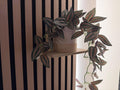 Pack of 3 Matte Beige Floating Shelf for Acoustic Slat Wall | Secure Screw-Mount