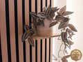 Matte Beige Floating Shelf for Acoustic Slat Wall | Secure Screw-Mount